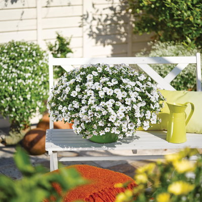 Zauberglöckchen, weiß, Topf-Ø 12 cm, 6 Pflanzen