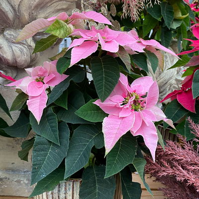 Bio Herbsttern, Euphorbia 'Princettia®', hellrosa, Topf-Ø 12 cm, 3 Pflanzen