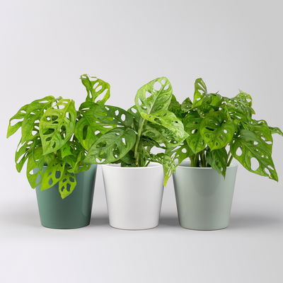 Monstera adansonii mit Topf Dallas grün,gl.blau,weiß, Topf-Ø 12 cm, 3 Pflanzen Monstera adansonii mit Topf Dallas grün,gl.blau,weiß, Topf-Ø 12 cm, 3 Pflanzen