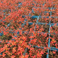 Goldorange Japanspiere 'Double Play®Big Bang', Spiraea japonica, Topf 5 Liter
