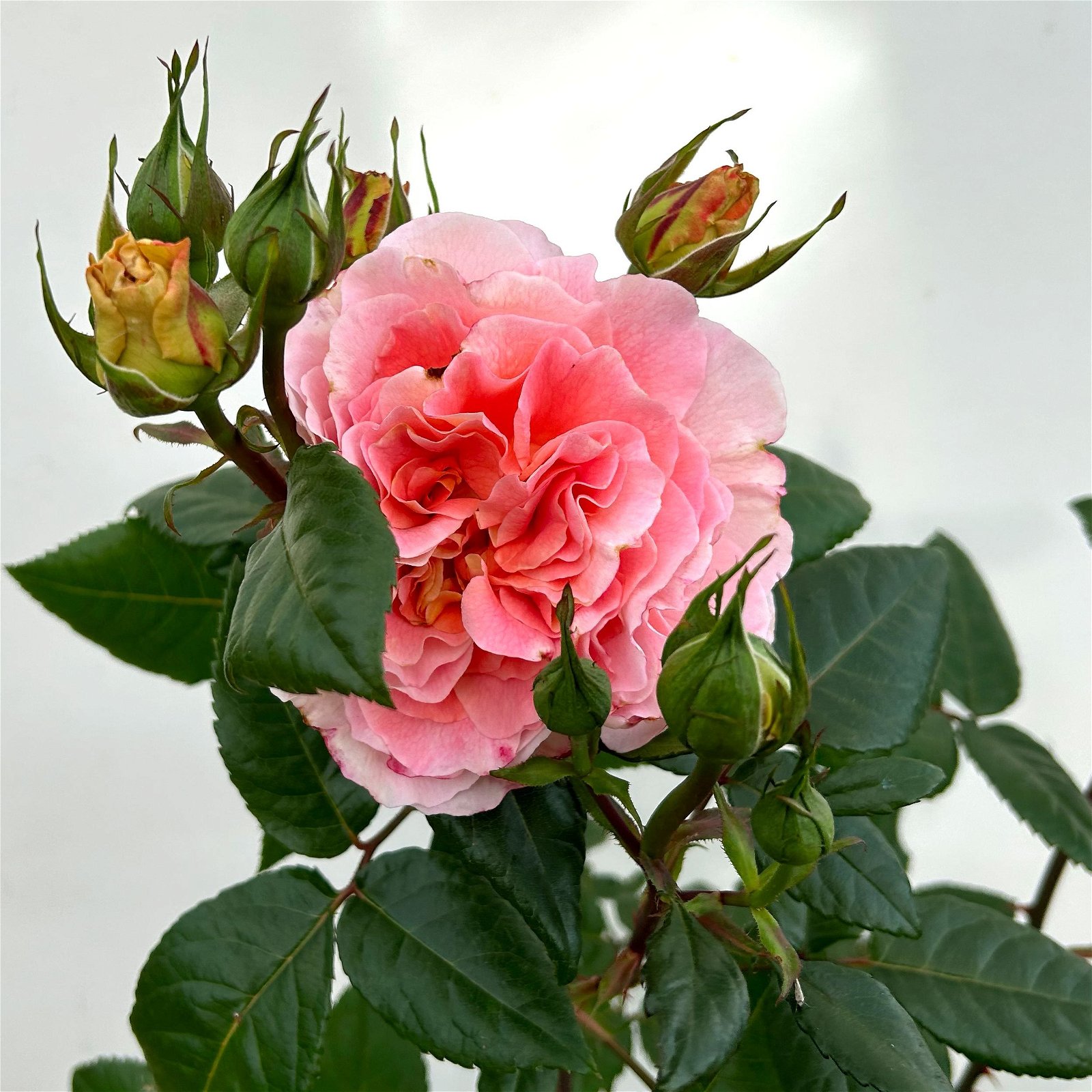 Duftende Edelrose 'Augusta Luise®', rose-aprikot, Doppelbogen, Topf 7,5 Liter