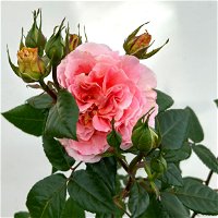 Duftende Edelrose 'Augusta Luise®', rose-aprikot, Doppelbogen, Topf 7,5 Liter