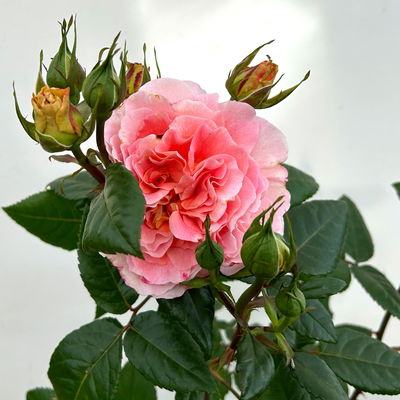 Duftende Edelrose 'Augusta Luise®', rose-aprikot, Doppelbogen, Topf 7,5 Liter Duftende Edelrose 'Augusta Luise®', rose-aprikot, Doppelbogen, Topf 7,5 Liter