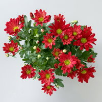 Chrysanthemen, rot, Topf-Ø 12 cm, 6 Pflanzen Chrysanthemen, rot, Topf-Ø 12 cm, 6 Pflanzen