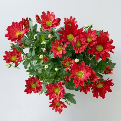 Chrysanthemen, rot, Topf-Ø 12 cm, 6 Pflanzen Chrysanthemen, rot, Topf-Ø 12 cm, 6 Pflanzen