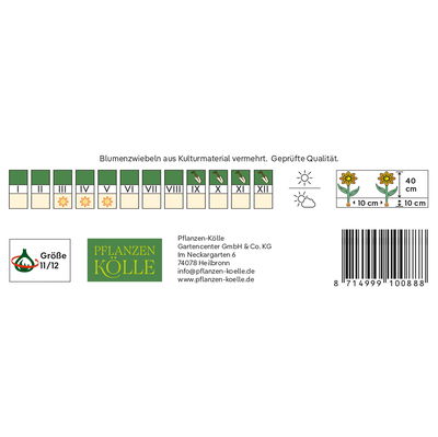 Tulpen 'Yellow/Margarita', Gelb, 7 Blumenzwiebeln, Größe 11/12