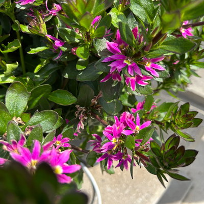 Fächerblume, pink, Topf-Ø 12 cm, 6 Pflanzen Fächerblume, pink, Topf-Ø 12 cm, 6 Pflanzen