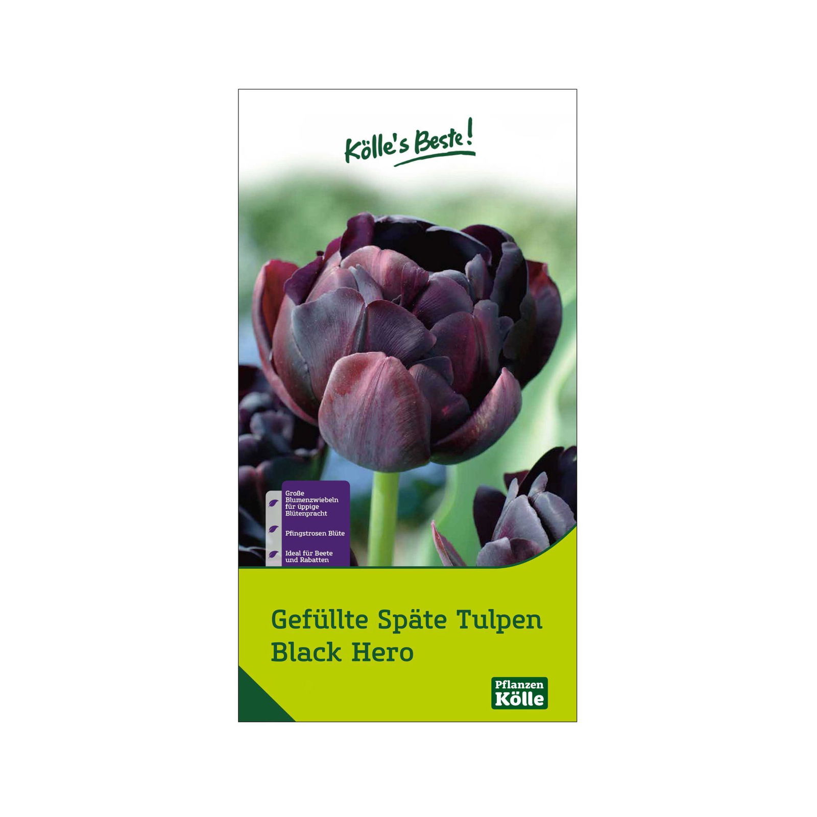 Gefüllte späte Tulpen Black Hero schwarz, 7 Blumenzwiebeln