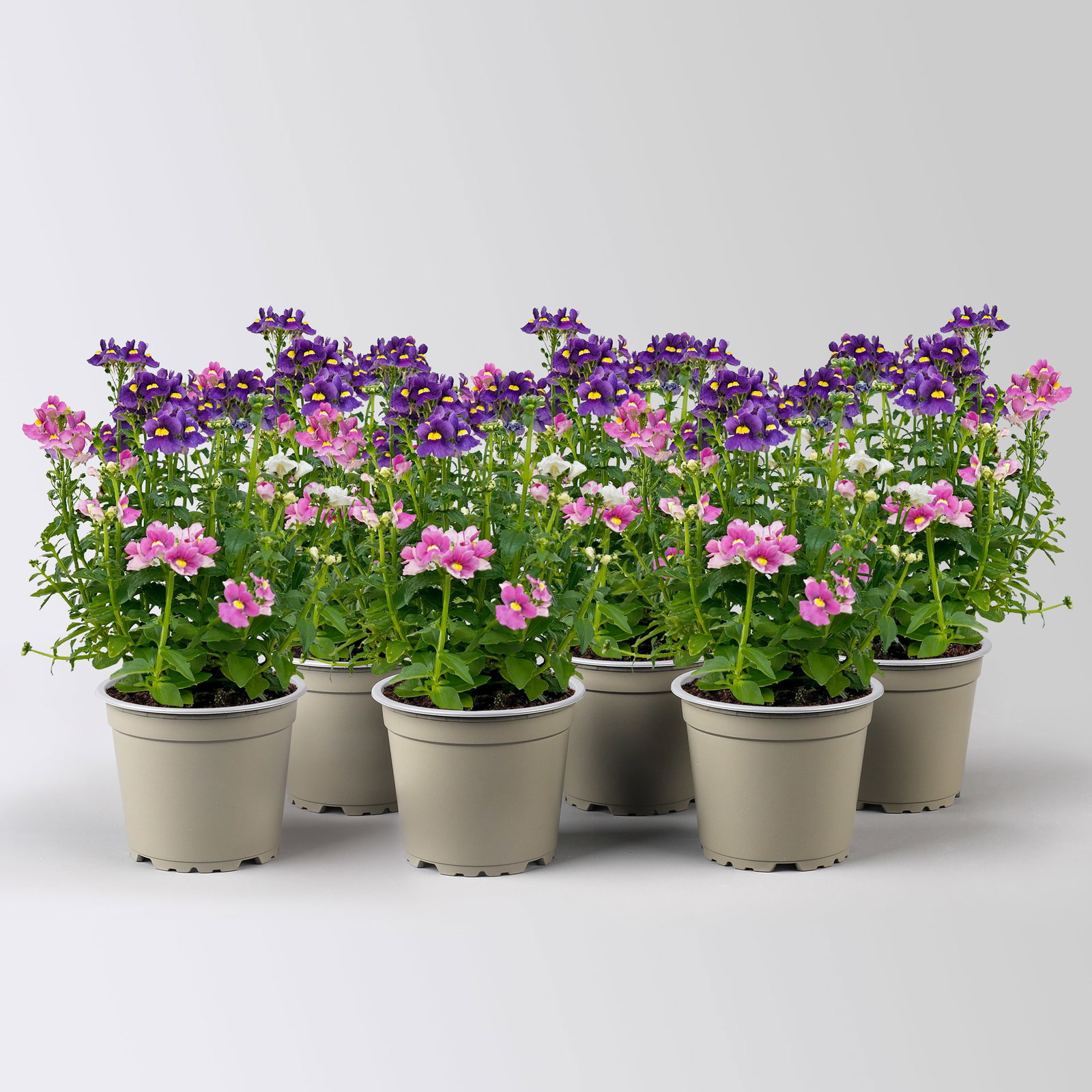 Nemesie 'Trio', blau-weiß-lila, Topf-Ø 12/13 cm, 6 Pflanzen