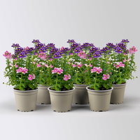 Nemesie 'Trio', blau-weiß-lila, Topf-Ø 12/13 cm, 6 Pflanzen