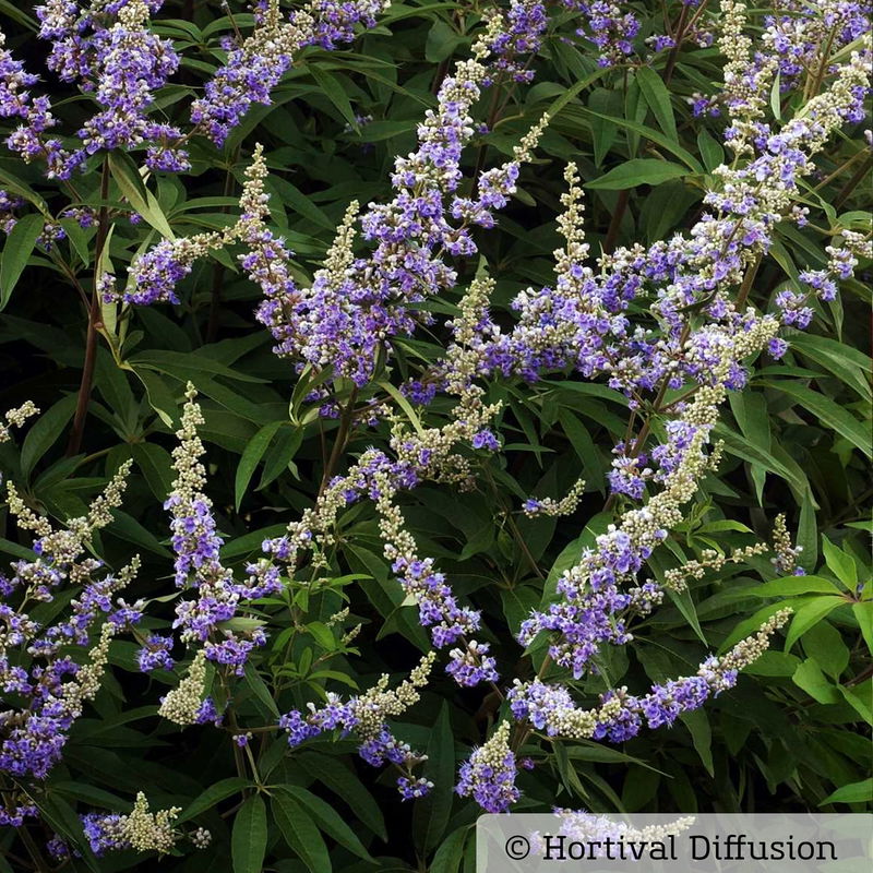 Blauen Mönchspfeffer Vitex agnuscastus online kaufen PflanzenKölle