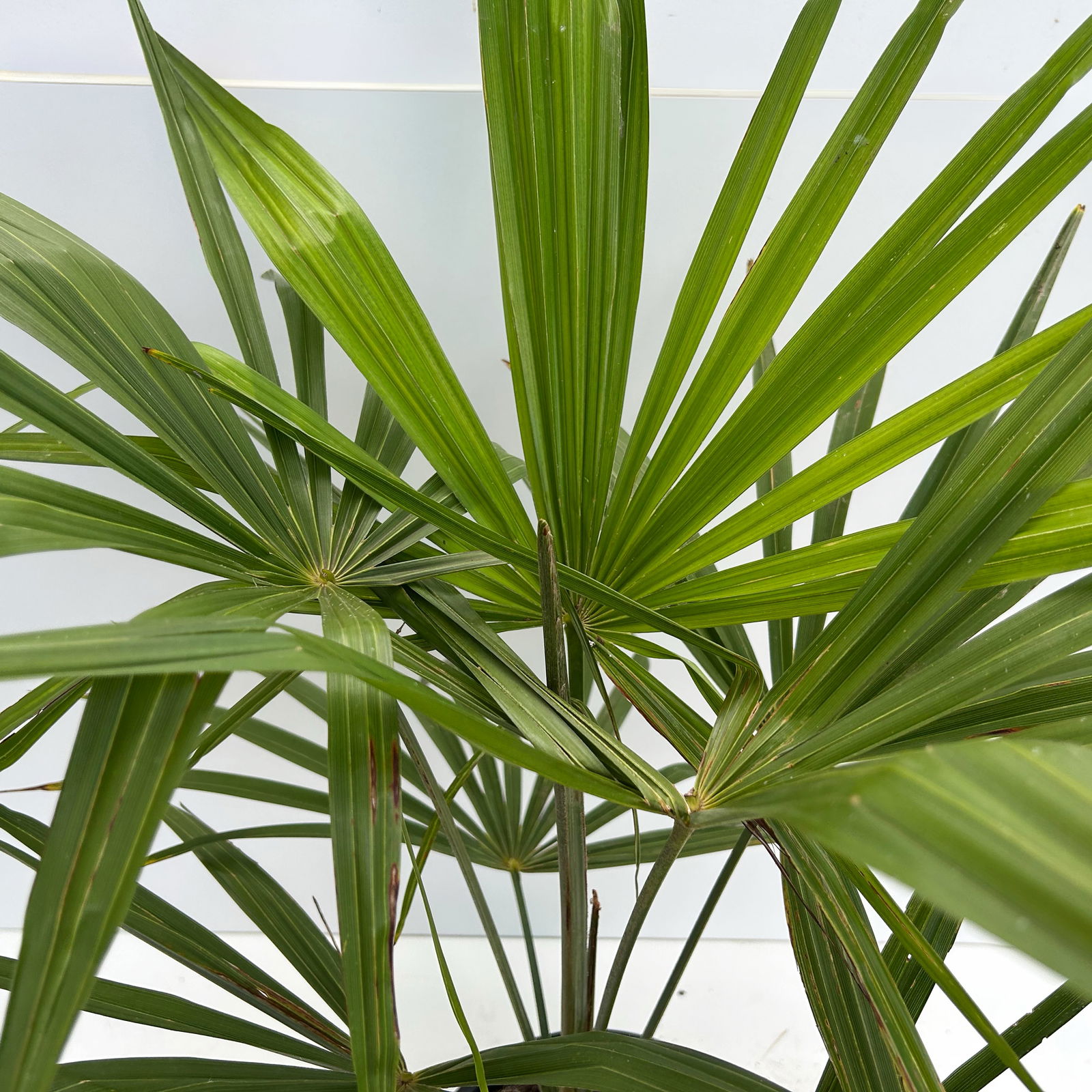 Hanfpalme, Topf-Ø 20 cm, Höhe ca. 60-80 cm