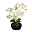 Kunstpflanze Phalaenopsis, 4 Triebe, grüncreme, Höhe ca. 55 cm