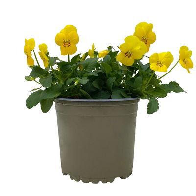 Hornveilchen XL, gelb, Topf-Ø 12cm, 6 Pflanzen