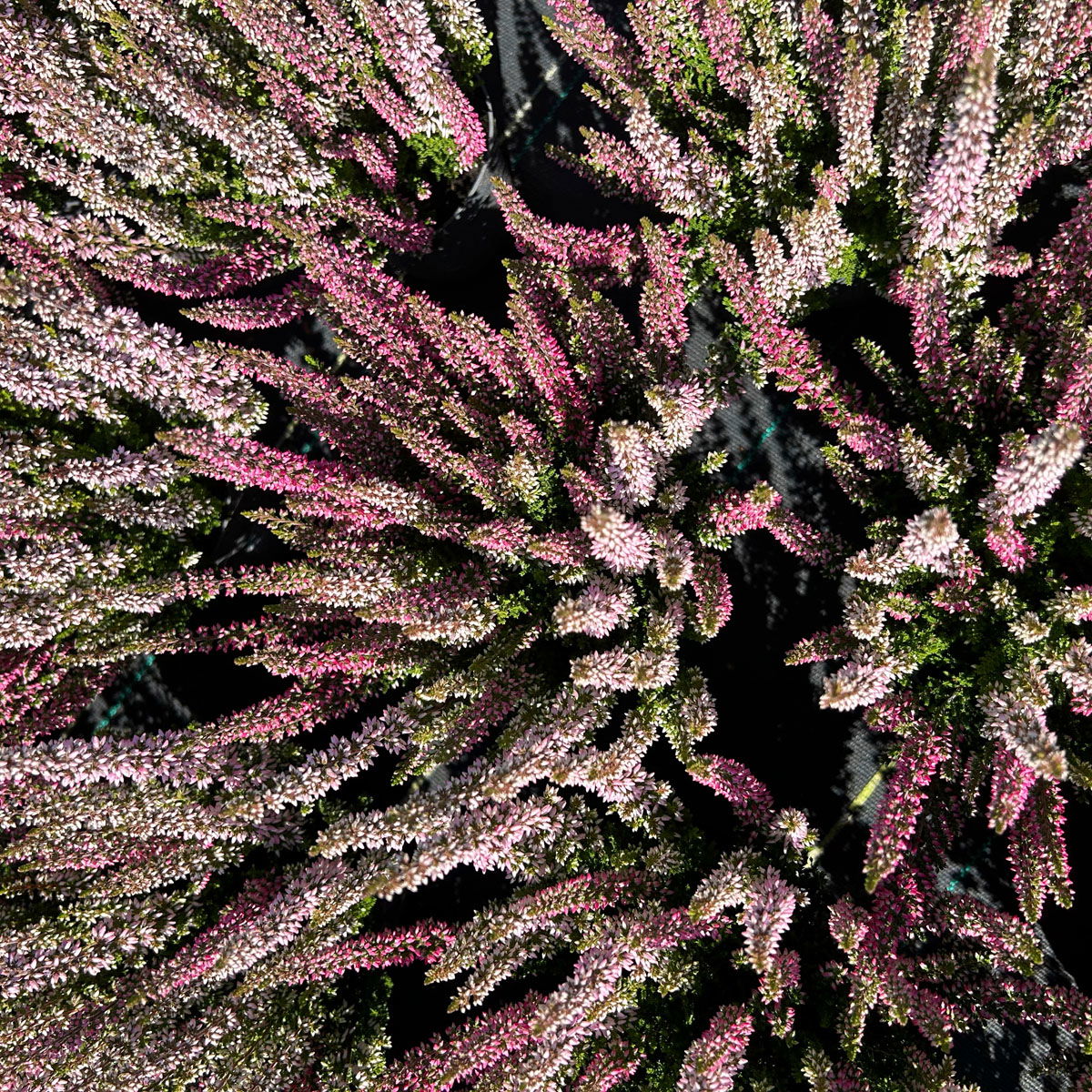 Calluna 'Twin', Farben zufällig, Topf-Ø 10,5 cm, 6 Pflanzen