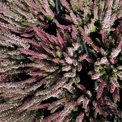 Calluna 'Twin', rot-rosa, Topf-Ø 10,5 cm, 6 Pflanzen Calluna 'Twin', rot-rosa, Topf-Ø 10,5 cm, 6 Pflanzen