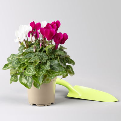 Alpenveilchen 'Exclusive® Duo' lila&weiß, Topf-Ø 10,5 cm, 4 Pflanzen