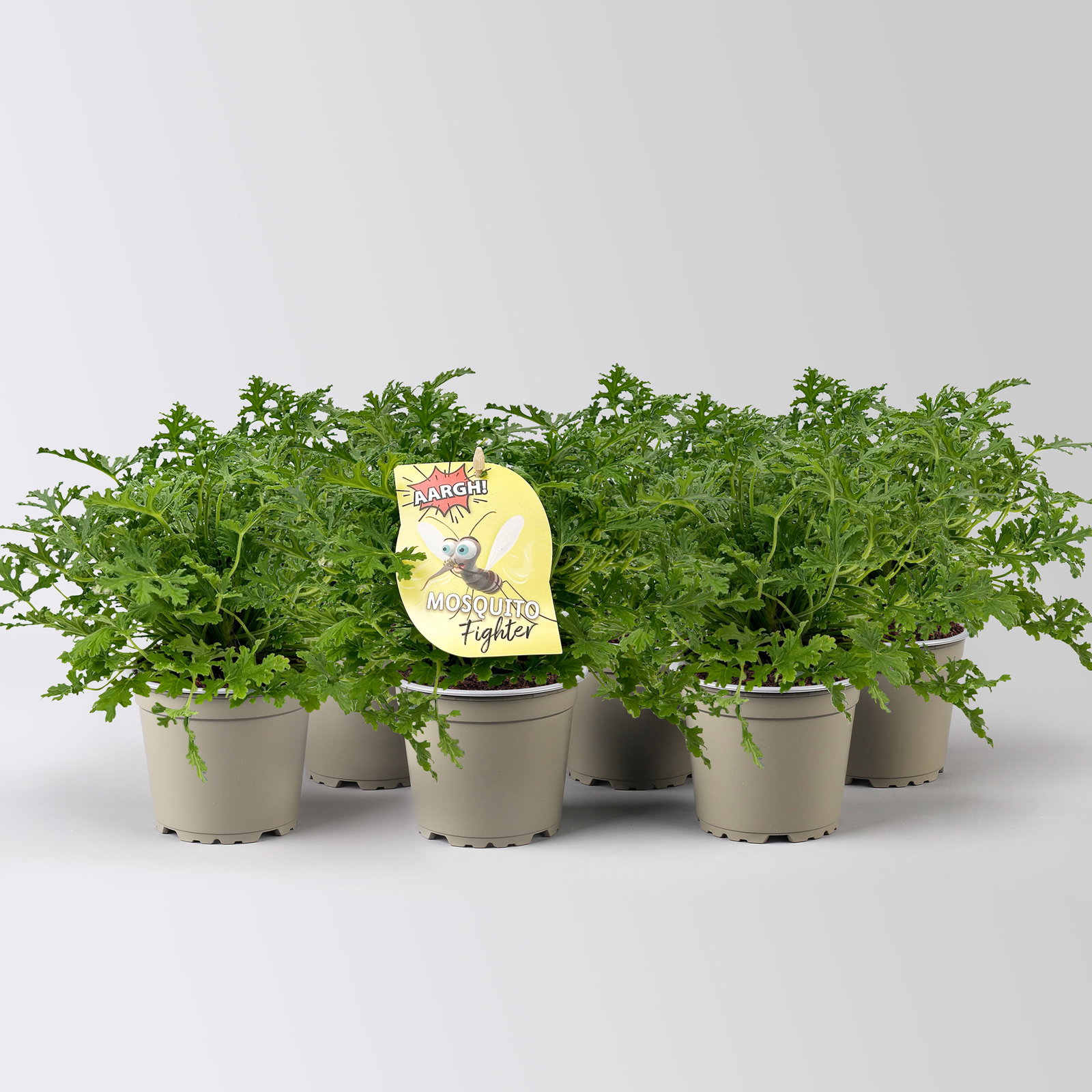 Duftgeranie 'Freshfruity® Mosquito Fighter', Topf-Ø 12 cm, 6 Pflanzen