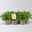 Duftgeranie 'Freshfruity® Mosquito Fighter', Topf-Ø 12 cm, 6 Pflanzen