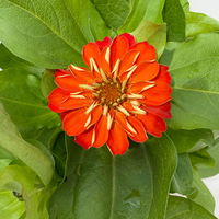 Zinnie, Farbe nach Verfügbarkeit, Topf-Ø 12 cm, 6 Pflanzen