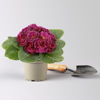 Pflanzenkreation Frühlingsblüten, 12 Pflanzen inkl. Erde