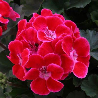 Geranie rot mit hellem Auge, stehend, Topf-Ø 13 cm, 6 Pflanzen