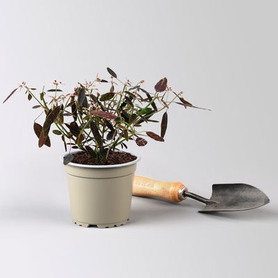 Euphorbia 'Rosa Flamingo®', zartrosa, Topf-Ø 12 cm, 6 Pflanzen