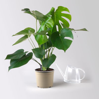 Monstera deliciosa, Busch, Topf-Ø 19 cm, Höhe ca. 80 cm Monstera deliciosa, Busch, Topf-Ø 19 cm, Höhe ca. 80 cm
