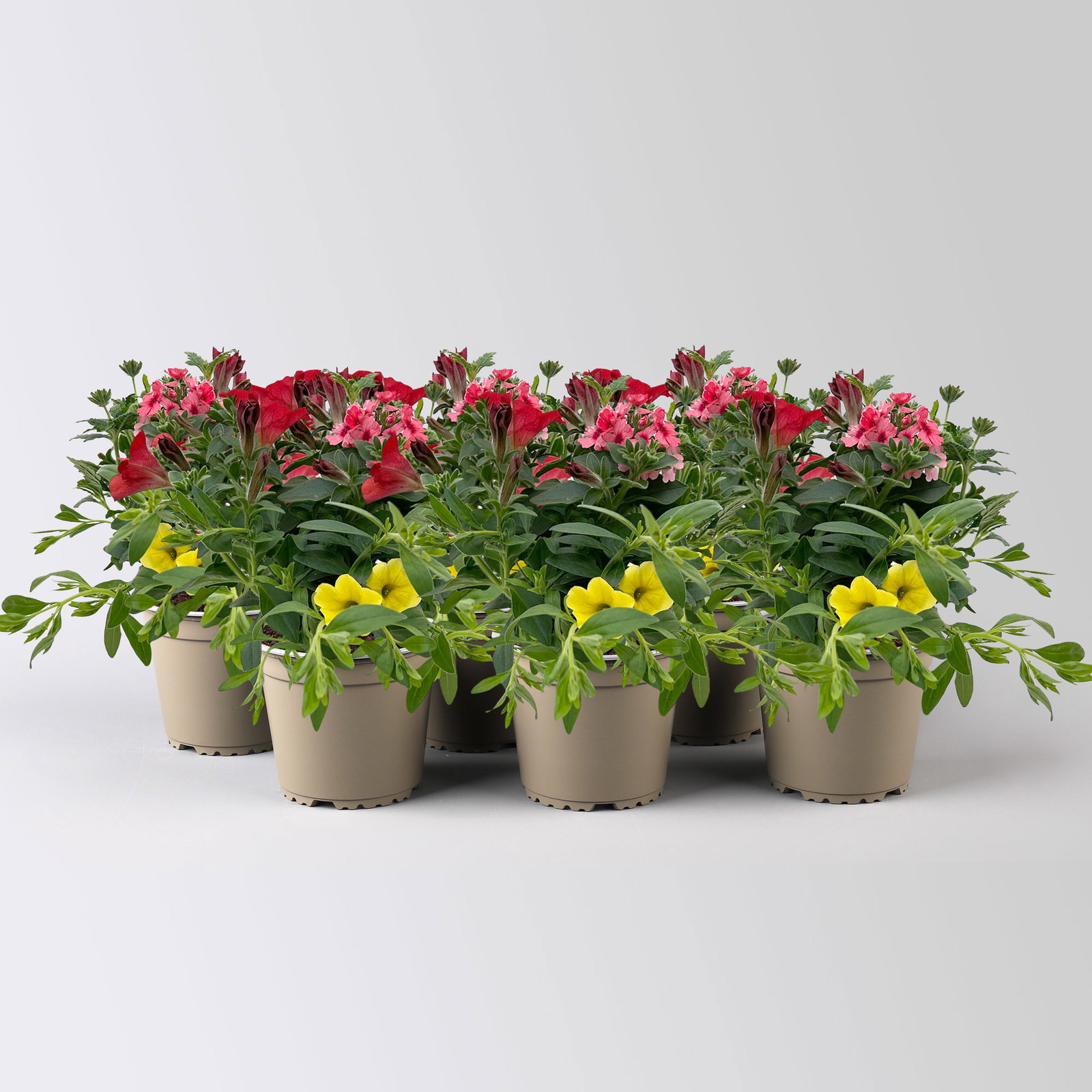Sommerblüher-Mix, rot-hellrot-gelb, Topf-Ø 13 cm, 6 Pflanzen