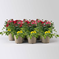 Sommerblüher-Mix, rot-hellrot-gelb, Topf-Ø 13 cm, 6 Pflanzen