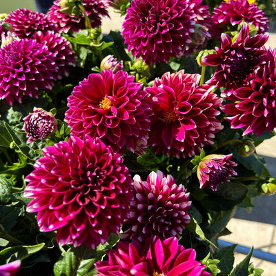 Dahlie, Farbe zufällig, Topf-Ø 14 cm, 4 Pflanzen