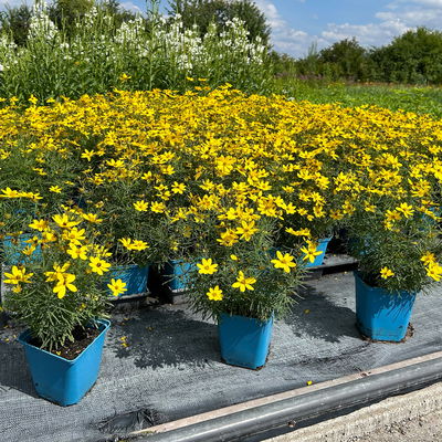 Bio Mädchenauge 'Zagreb', goldgelb, Top 11x11 cm, 3 Pflanzen Bio Mädchenauge 'Zagreb', goldgelb, Top 11x11 cm, 3 Pflanzen