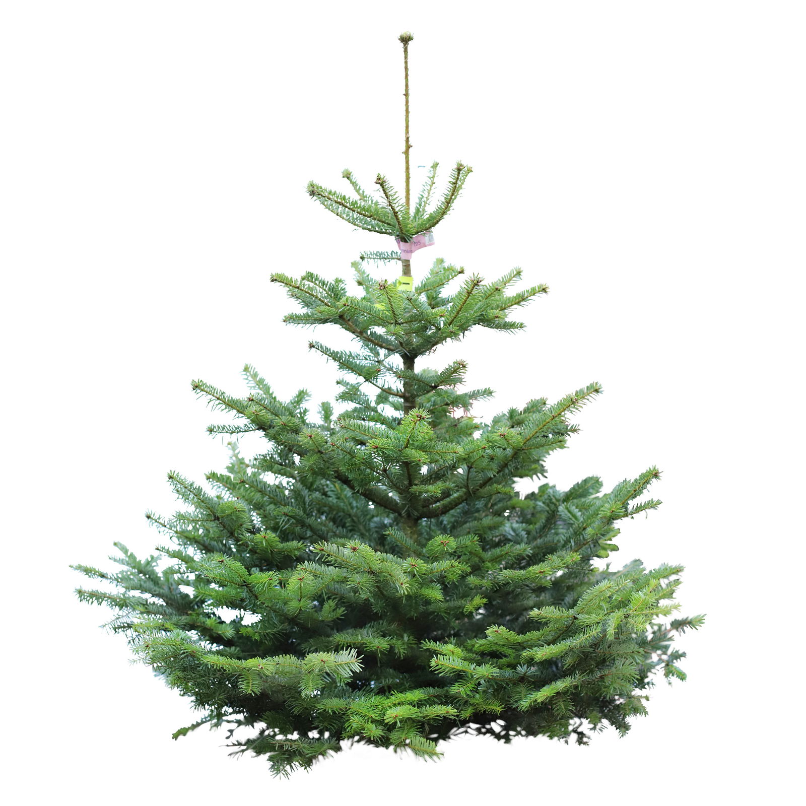 Nordmanntanne geschlagen, Höhe 125-150 cm Nordmanntanne geschlagen, Höhe 125-150 cm