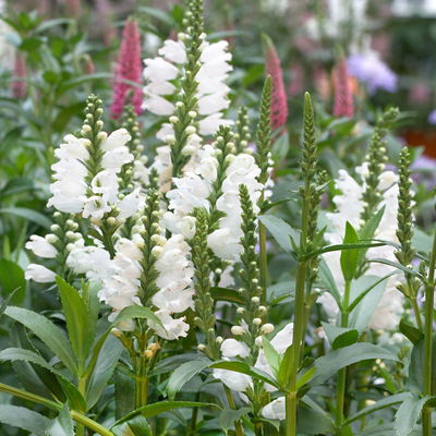 Bio Gelenkblume weiß, Topf 11x11 cm, 3 Pflanzen