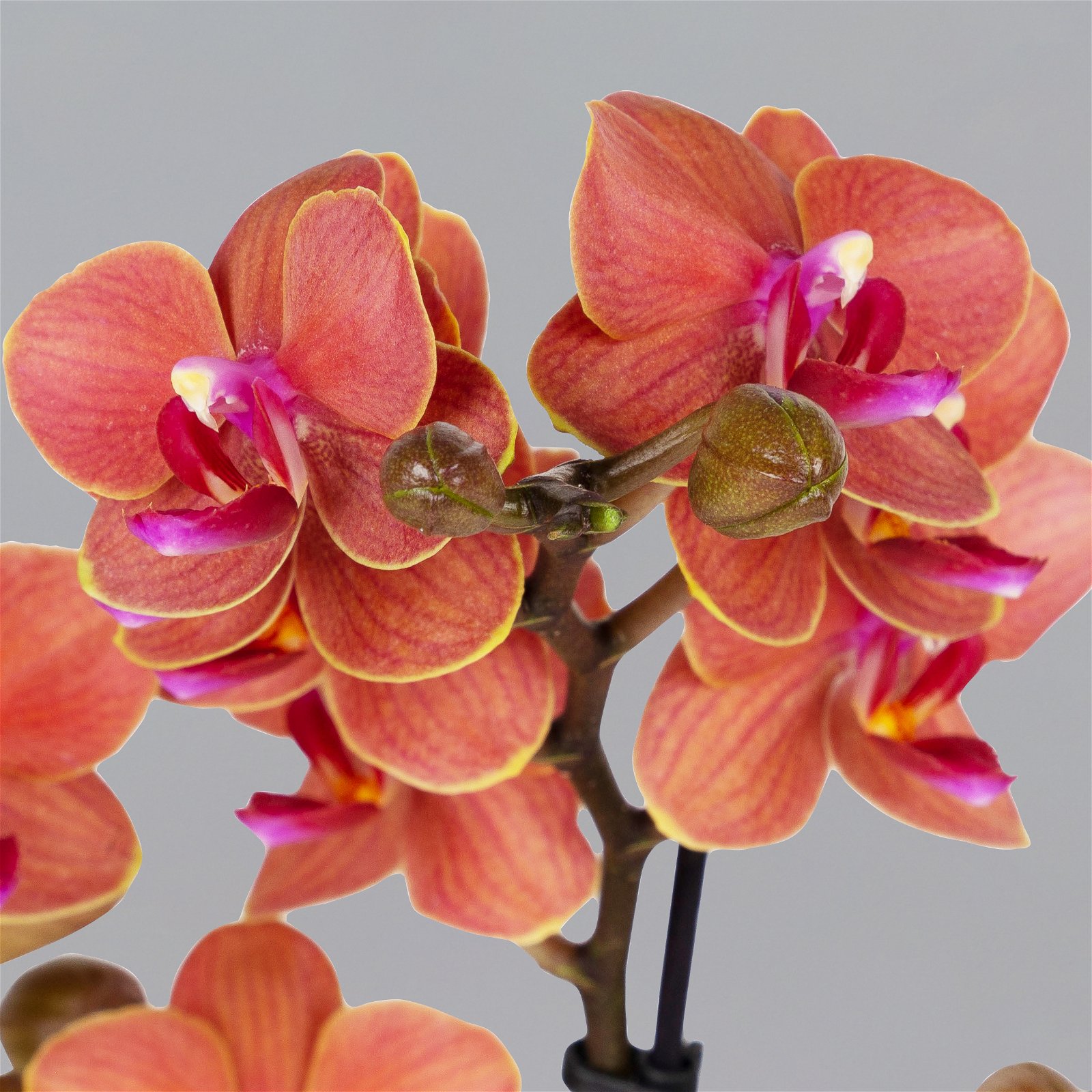 Schmetterlingsorchidee, orange, 2 Rispen, Topf-Ø 12 cm, Höhe ca. 50 cm