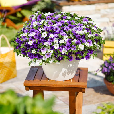 Zauberglöckchen 'MixMasters® Voltaire' blau-weiß-lila, Topf-Ø 12 cm, 6 Pflanzen