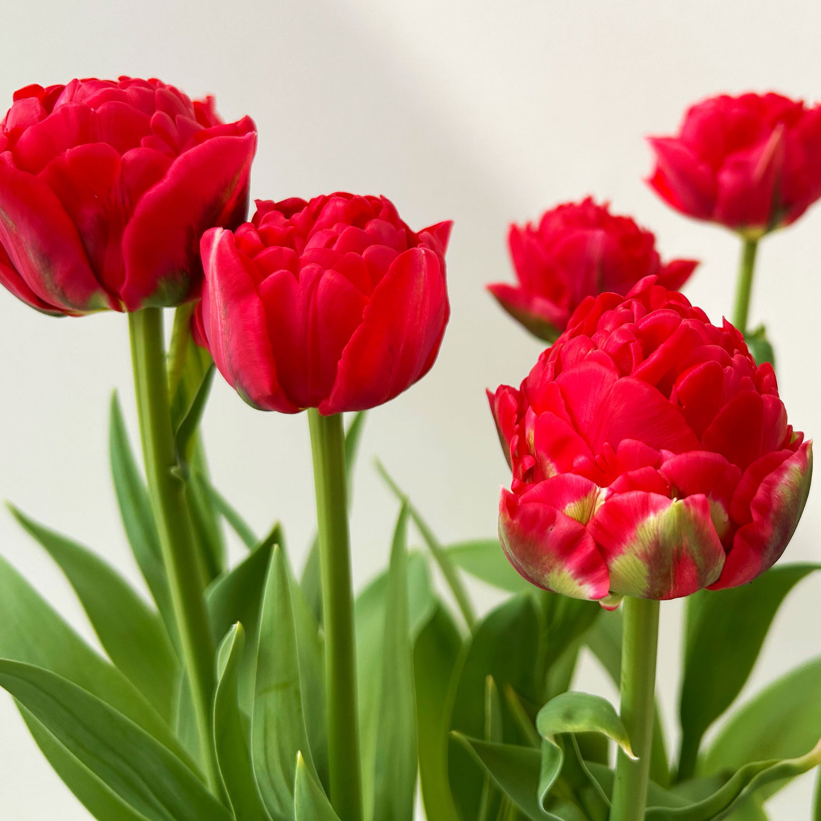 Tulpe rot, gefüllt, vorgetrieben, Topf-Ø 15 cm, 3 Pflanzen