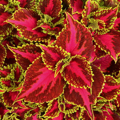 Buntnessel 'Hollywood Boulevard', dunkelrot-pink-grün, Topf-Ø 12 cm, 6 Pflanzen