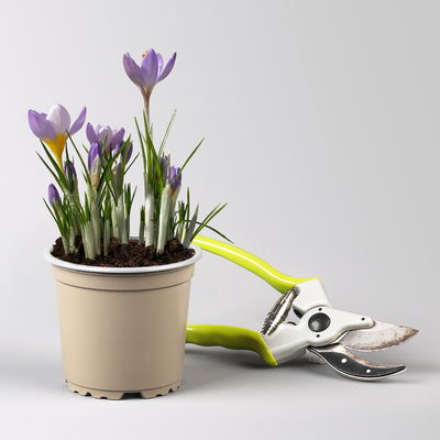 Wildkrokus, lila, Topf-Ø 10,5 cm, 6 Pflanzen