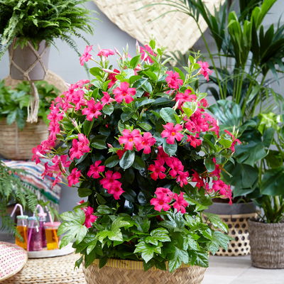 Dipladenie 'Intense Fuchsia' pink, Doppelbogen, Topf-Ø 17 cm,  Höhe ca. 70 cm