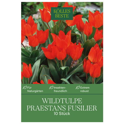 Wildtulpen Praestans Fusilier rot, 10 Blumenzwiebeln