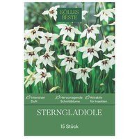 Kölles Beste Sterngladiole weiß/lila , 15 Blumenknollen