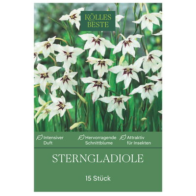 Kölles Beste Sterngladiole weiß/lila , 15 Blumenknollen