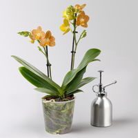 Schmetterlingsorchidee gelb-orange, 2 Rispen, Topf-Ø 12 cm, Höhe ca. 40 cm