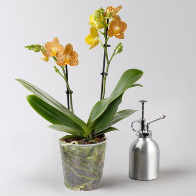 Schmetterlingsorchidee gelb-orange, 2 Rispen, Topf-Ø 12 cm, Höhe ca. 40 cm Schmetterlingsorchidee gelb-orange, 2 Rispen, Topf-Ø 12 cm, Höhe ca. 40 cm