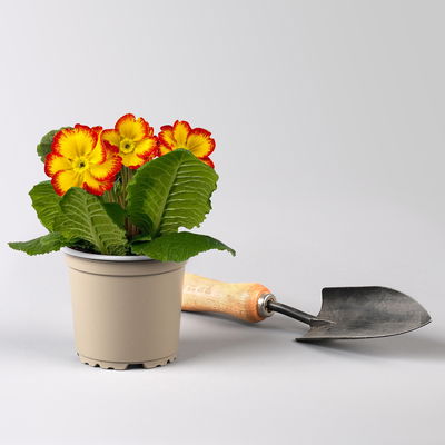 Primel 'Starflame', Farben zufällig, geflammt, Topf-Ø 11 cm, 8 Pflanzen