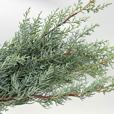 Arizonica-Zypresse 'Glauca' im Handbund, 3 Bund