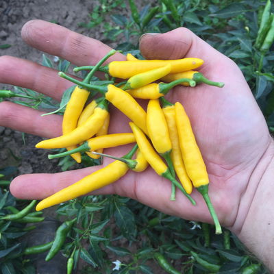 Demeter-Saatgut, Chili 'Sipka Zitronen', 15 Stück Demeter-Saatgut, Chili 'Sipka Zitronen', 15 Stück