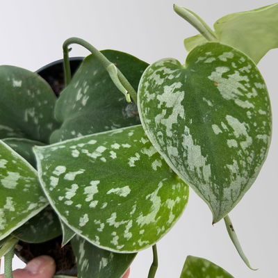 Grünpflanzenkreation 'Pflanzen-WG', Topf-Ø 12cm, inkl. Übertopf weiß, 4 Pflanzen Grünpflanzenkreation 'Pflanzen-WG', Topf-Ø 12cm, inkl. Übertopf weiß, 4 Pflanzen