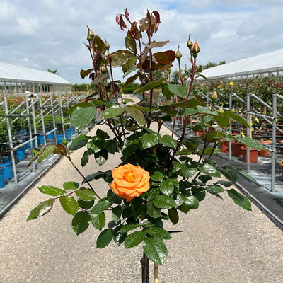 Stammrose 'Westzeit®', Beetrose, Stammhöhe 60cm im 7,5 Liter Topf